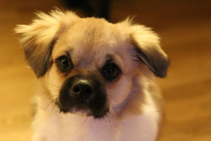 Happy puppy