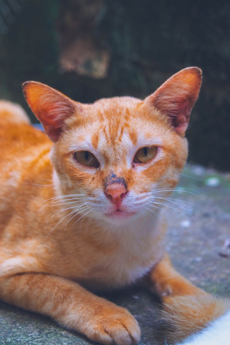 Content cat